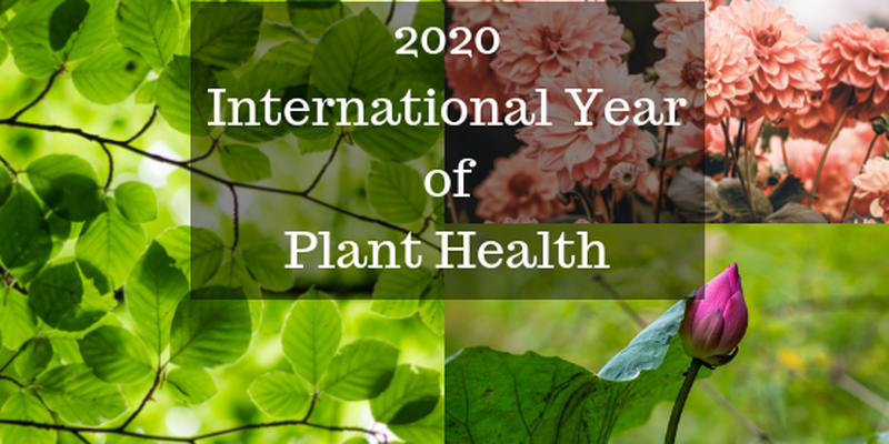 international year of plant health 800x400